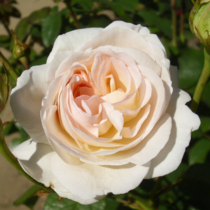 Vrtnice Floribunda - Roza - Lions-Rose® - 